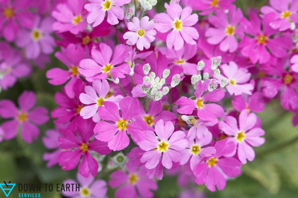 Shimmer evening primrose fall perennial